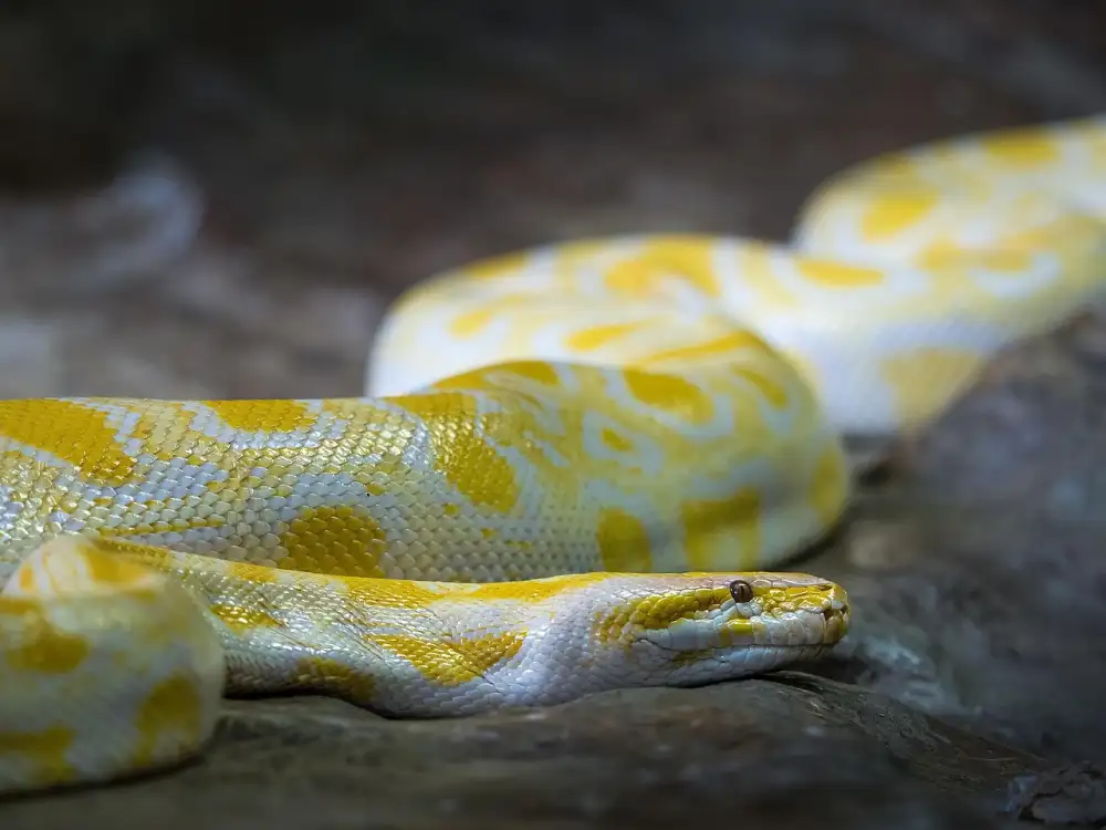 Python Dictionary